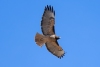 Red-tailed Hawk, Atascadero, CA, November 2, 2023