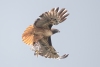 Red-tailed Hawk and bird (Band-tailed Pigeon? Some raptor chick?). Atascadero, CA, March 18, 2023