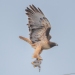 Red-tailed Hawk and rodent prey (Ground Squirrel?). Atascadero, CA, March 27, 2023