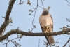 Red-tailed Hawk (female). Atascadero, CA, March 17, 2023