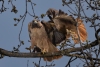 Red-tailed Hawks across the street in spring. Atascadero, CA, March 17, 2023