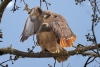 Red-tailed Hawks across the street in spring. Atascadero, CA, March 17, 2023