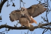 Red-tailed Hawks across the street in spring. Atascadero, CA, March 17, 2023