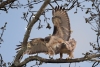 Red-tailed Hawks across the street in spring. Atascadero, CA, March 17, 2023
