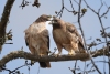 Red-tailed Hawks across the street in spring. Atascadero, CA, March 17, 2023