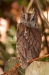 Eastern Screech-Owl (Megascops asio). Boca Raton, FL, January 15, 2013.