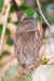 Eastern Screech-Owl (Megascops asio). Boca Raton, FL, January 15, 2013.