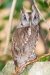 Eastern Screech-Owl (Megascops asio). Boca Raton, FL, January 15, 2013.