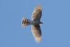 Sharp-shinned Hawk, Atascadero Lake, October 29, 2023