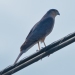 Sharp-shinned Hawk, Atascadero, CA, January 15, 2024