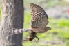 Sharp-shinned Hawk, Atascadero, CA, January 15, 2024