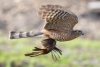 Sharp-shinned Hawk, Atascadero, CA, January 15, 2024