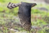 Sharp-shinned Hawk, Atascadero, CA, January 15, 2024