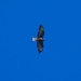 Short-tailed Hawk, February 10, 2023