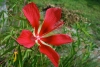 Scarlet hibiscus in bloom