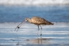 Long-billed Curlew, Morro Strand, August 28, 2023