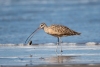 Long-billed Curlew, Morro Strand, August 28, 2023