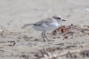 Snowy Plover, Morro Strand, August 28, 2023