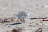 Snowy Plover, Morro Strand, August 28, 2023