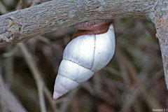Tree Snails