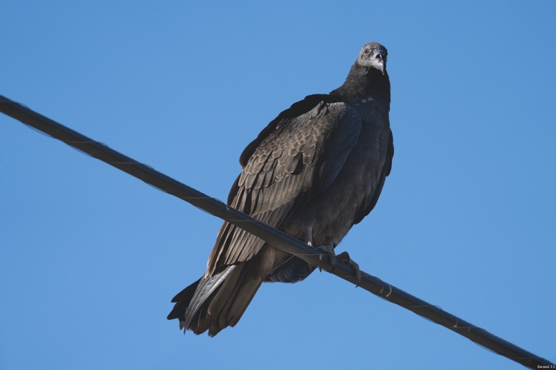 Juvenile Turkey Vulture, Atascadero, CA, October 18, 2023