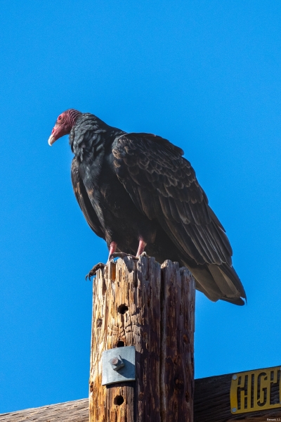 Turkey Vulture, Atascadero, CA, October 18, 2023