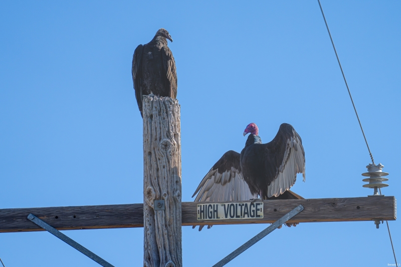Juvenile and adult Turkey Vulture, Atascadero, CA, October 18, 2023