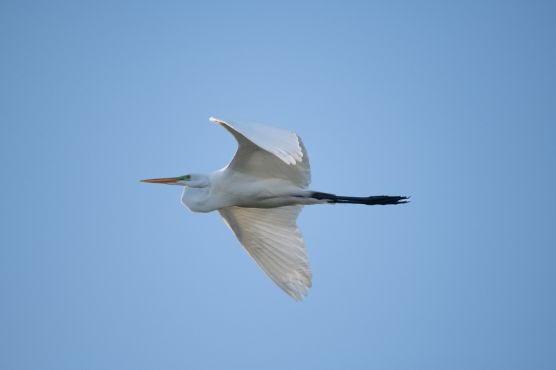 Great Egret flyover, Lox NWR, February 19, 2023