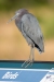 Little Blue Heron on the Marsh Trail, Lox NWR, February 19, 2012