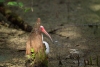 White Ibis on the Cypress Boardwalk, Lox NWR, February 19, 2012