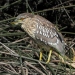 Black-crowned Night Heron, Oso Flaco Lake, October 14, 2023