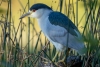 Black-crowned Night Heron, Atascadero Lake, October 29, 2023