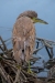 Black-crowned Night Heron, Atascadero Lake, February 6, 2024