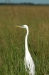 gbhe-white.jpg