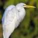 Great Egret, Wakodahatchee, January 2, 2022
