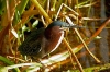 grhe_20111125