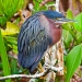 Green Heron at Green Cay, January 22, 2022.