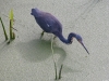 Tricolored Heron