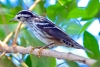 Black-and-white Warbler, Wakodahatchee, December 30, 2018