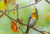 Northern Parula on the Cypress Boardwalk, Lox NWR, February 19, 2023