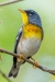Northern Parula on the Cypress Boardwalk, Lox NWR, February 19, 2023