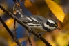 Black-throated Gray Warbler, Atascadero Lake, November 24, 2023