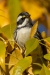 Black-throated Gray Warbler, Atascadero Lake, November 24, 2023