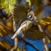 Black-throated Gray Warbler, Atascadero Lake, November 24, 2023