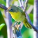 Common Yellowthroat, December 30, 2018