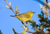 Orange-crowned Warbler, Atascadero, CA, April 5, 2023