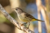 Palm Warbler, Lox NWR, February 19, 2023