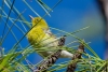 Pine Warbler, Pondhawk Natural Area, February 13, 2023
