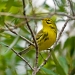 Prairie Warbler, Wakodahatchee, December 28, 2019