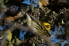 Townsend's Warbler, Atascadero Lake, January 11, 2024
